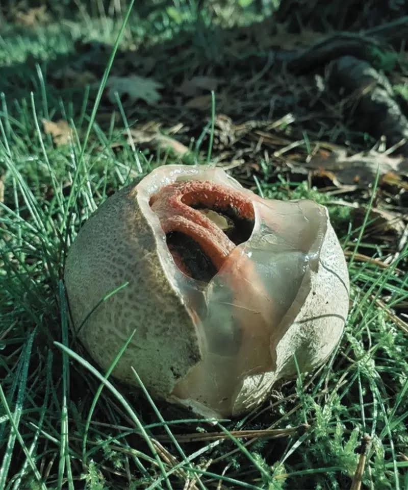 O Stinkhorn: Por que Este Fungo Insólito é Considerado Uma das Mais Inquietantes Maravilhas Naturais?
