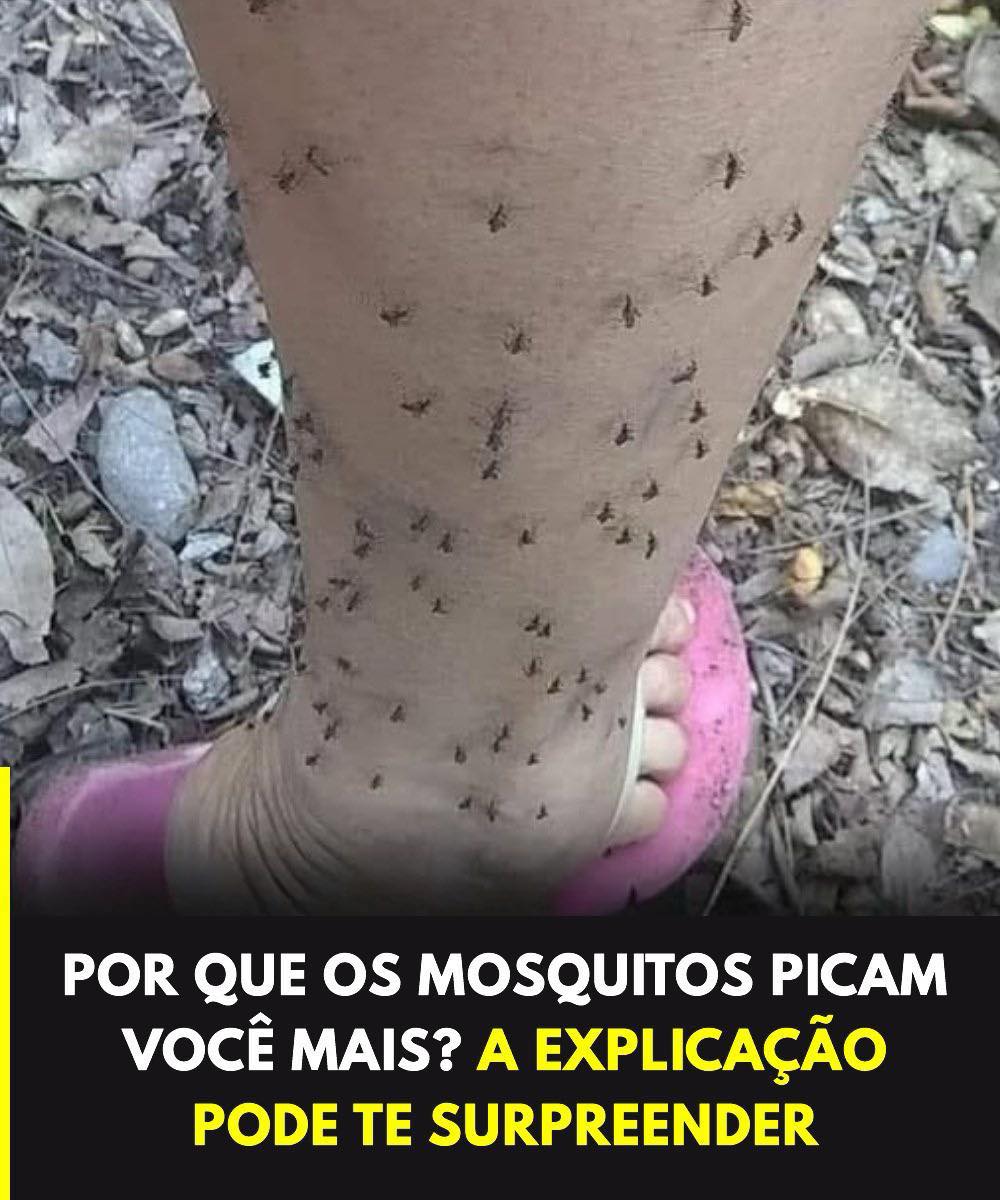 Por que os mosquitos sempre escolhem você? A explicação científica que poucos conhecem