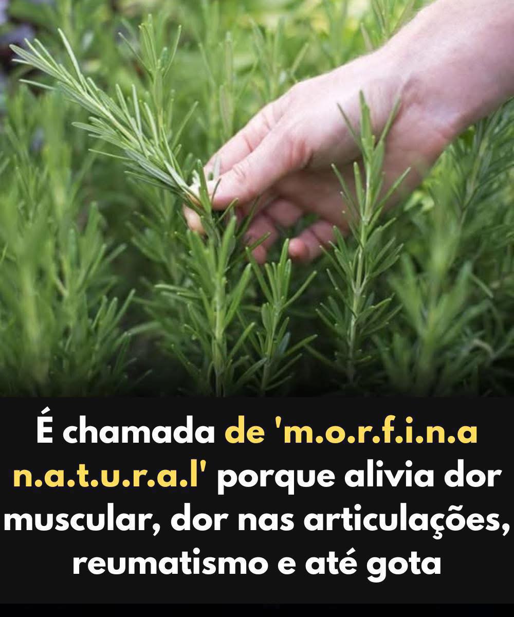 Esta planta é conhecida como “morfina natural”: o poder e os benefícios para o corpo e para a mente do alecrim