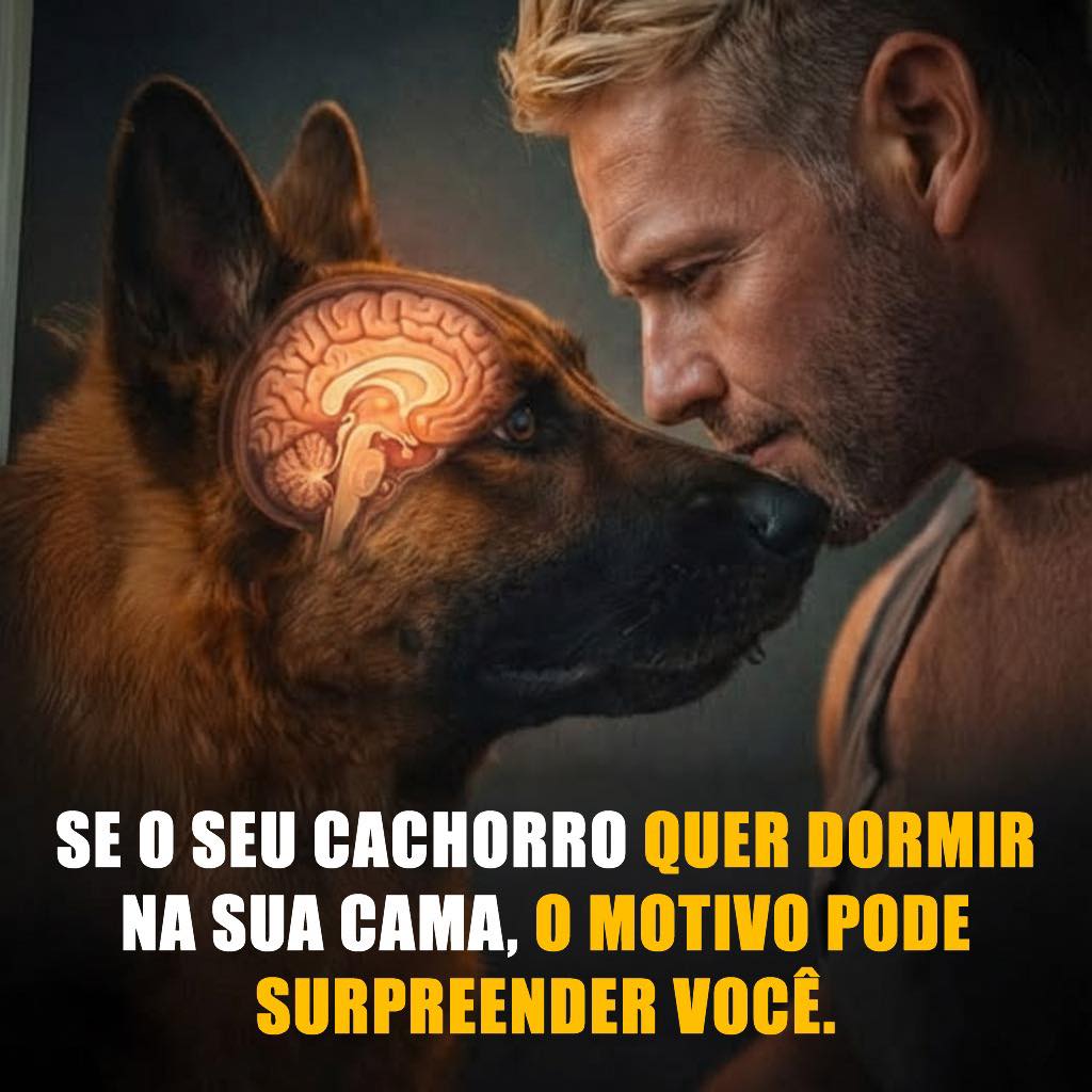 Se o seu cachorro quer dormir na sua cama, o motivo pode surpreender você: esse detalhe não é insignificante — e eu não fazia a menor ideia