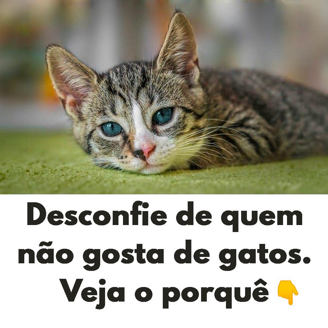 Desconfie de quem não gosta de gatos. Veja o porquê