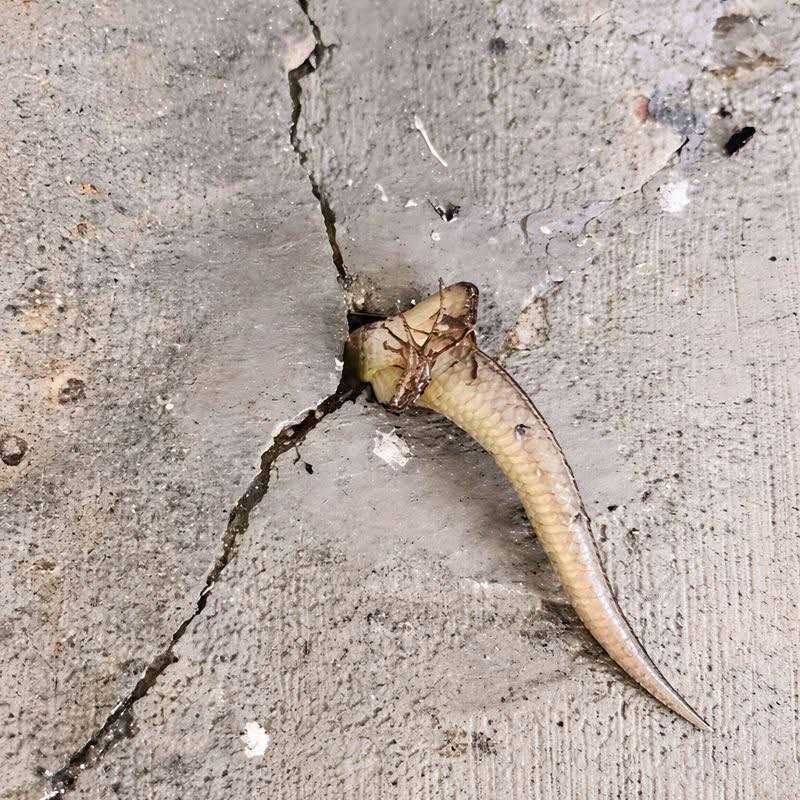 Algo se movendo na parede? O mistério doméstico que virou cena de puro suspense