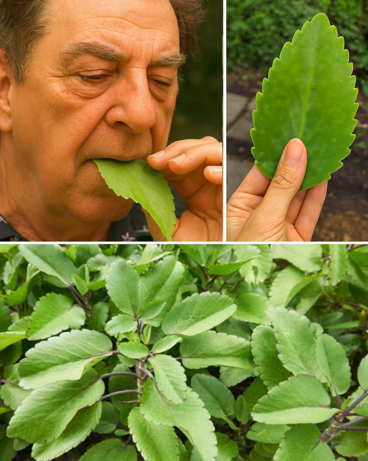 Folha-da-vida: muitos a têm em seus jardins, mas a maioria não sabe como aproveitá-la
