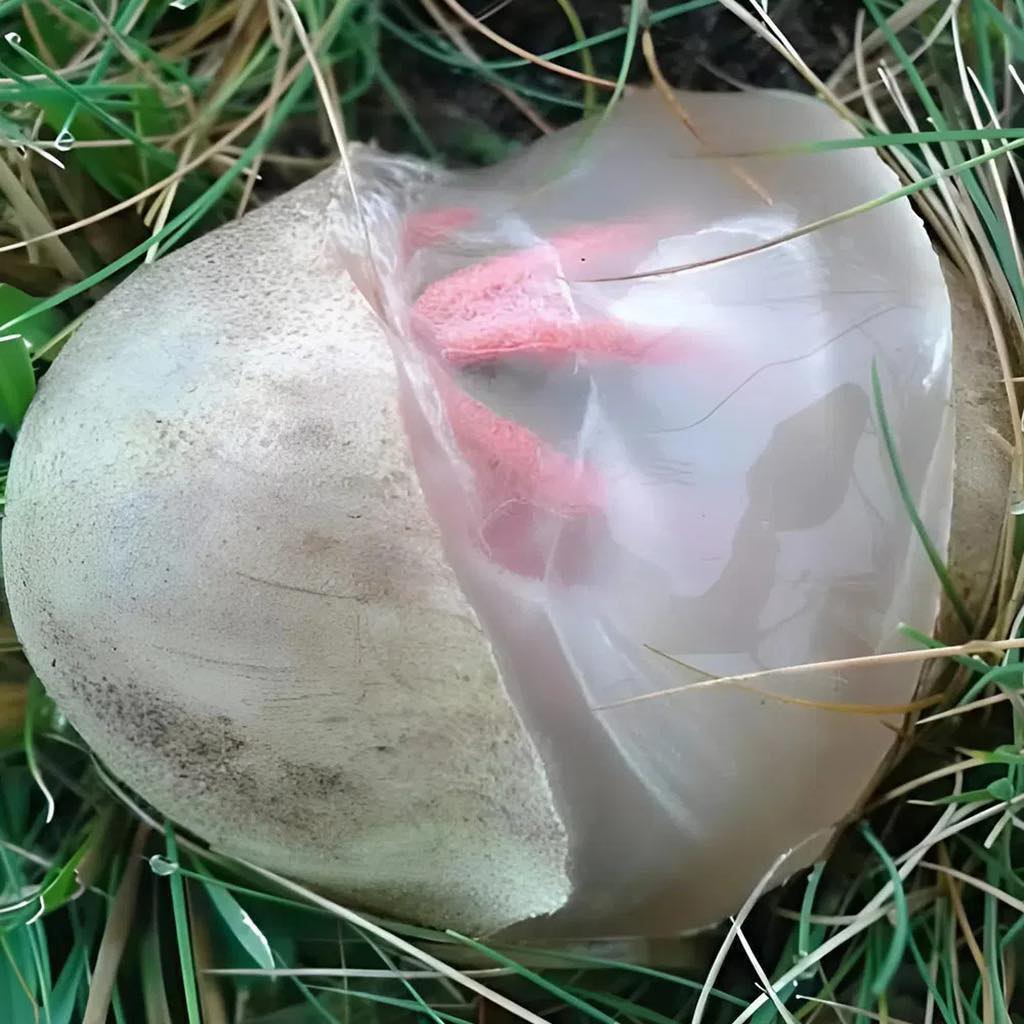 No quintal, encontrei uma criatura viscosa e avermelhada que exalava um cheiro forte e desagradável. Fiquei horrorizada ao perceber do que se tratava