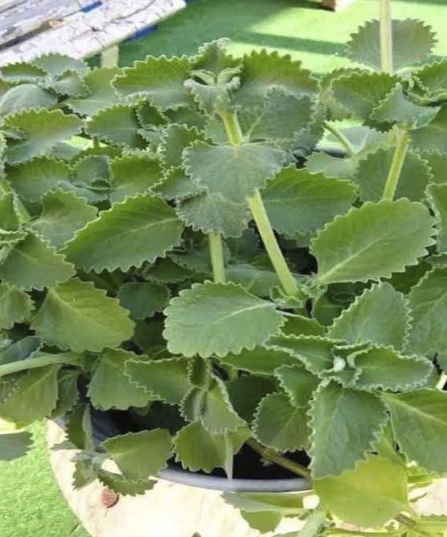 Médicos revelam que comer orégano causa…