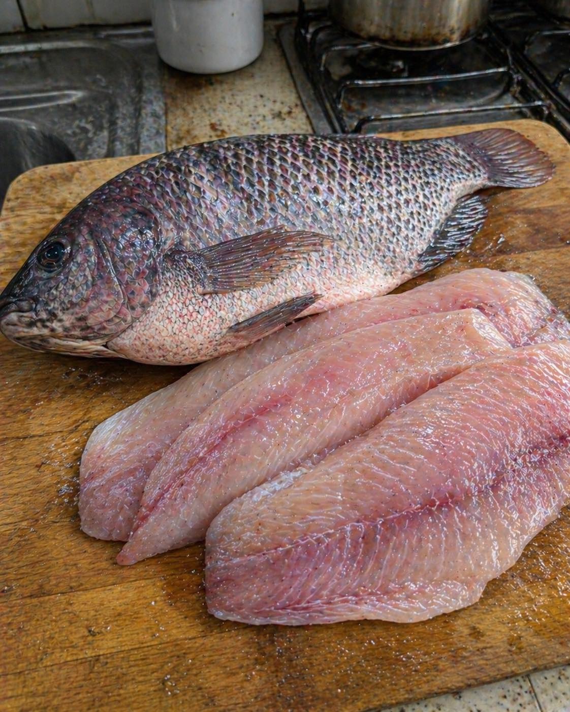 Especialistas em saúde revelam que comer tilápia pode causar…