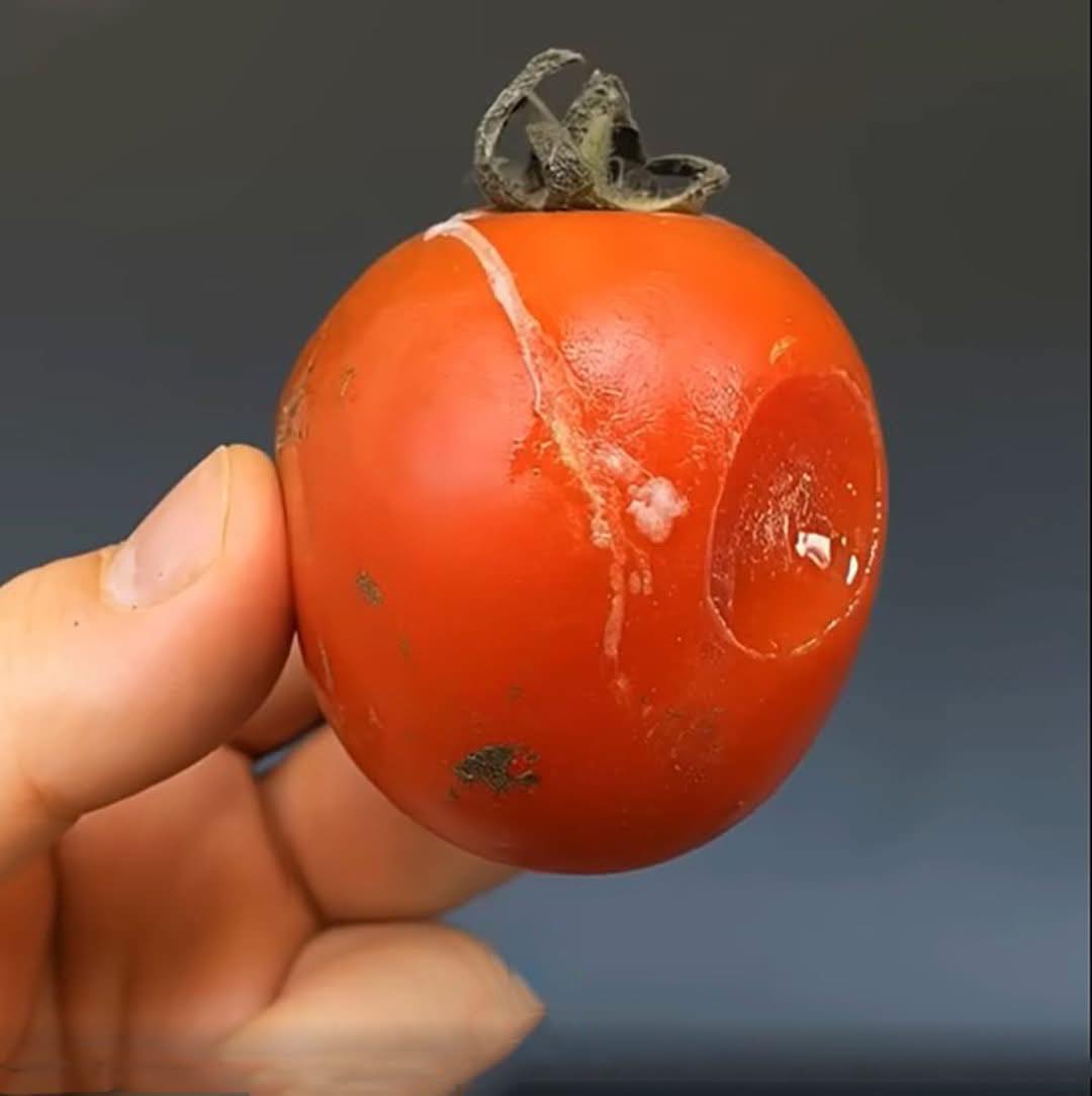 Não jogue fora tomates estragados! Quanto mais podres, mais valiosos!