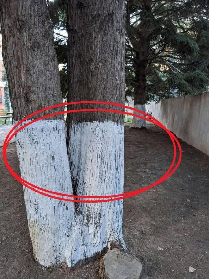 Pouca gente sabe por que os troncos das árvores são pintados de branco
