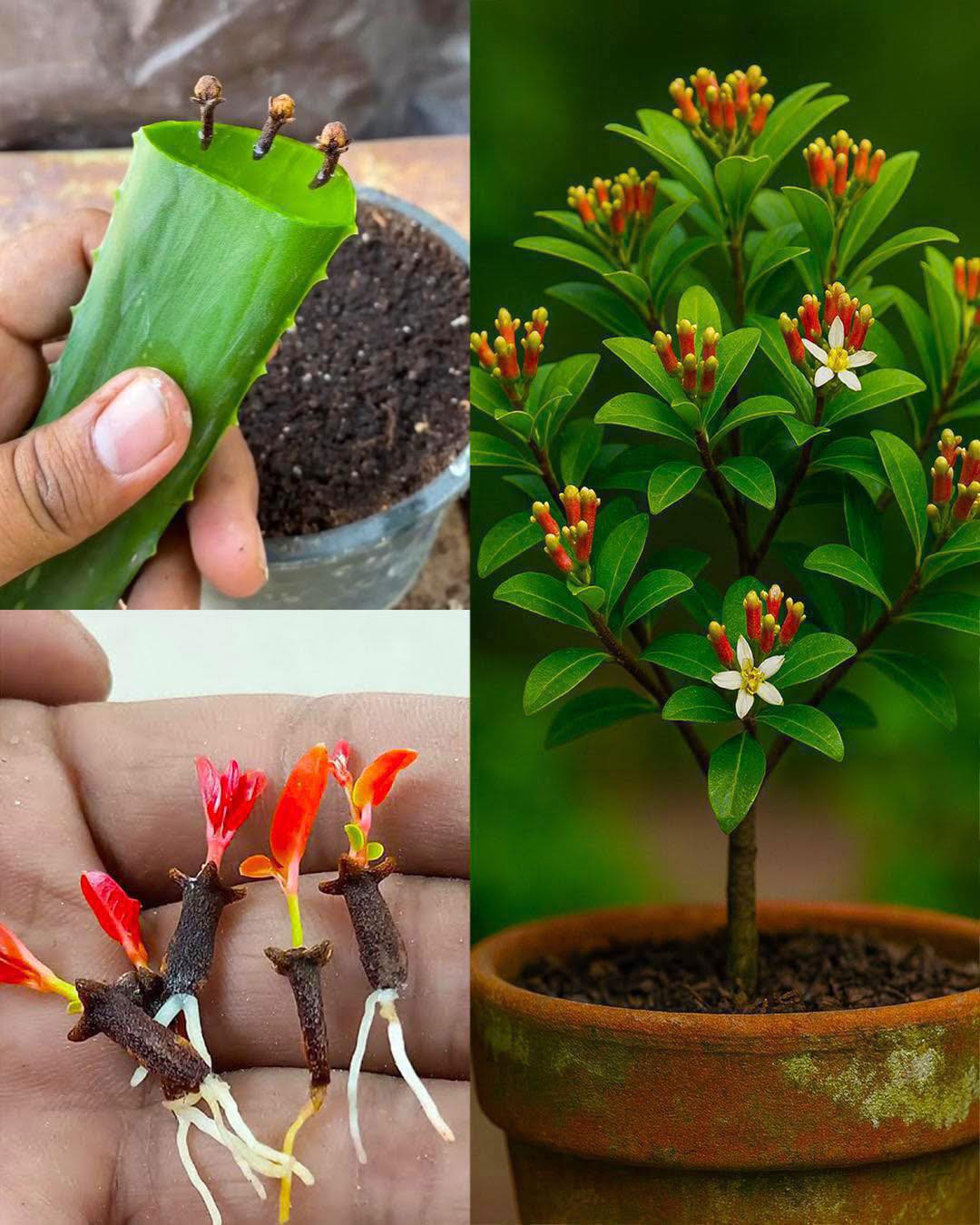 Como plantar cravo-da-índia em casa com um truque simples e natural