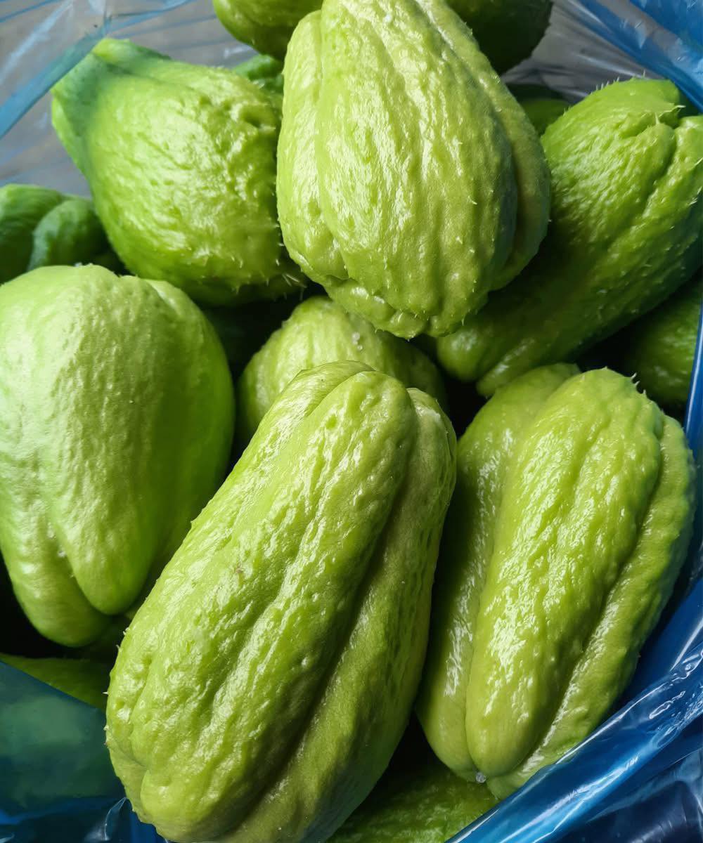 Médicos revelam que comer chuchu causa…