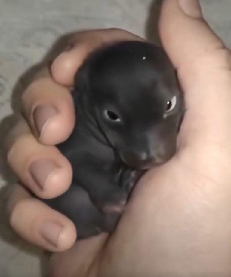 O que parecia um filhote de cachorro revelou uma história comovente de superação